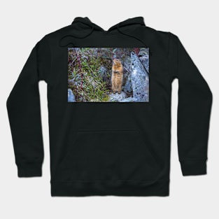 Arctic Ground Squirrel Hoodie